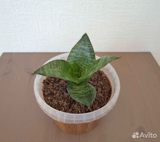 Сансевиерия ханни