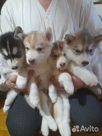 Щенки сибирской хаски