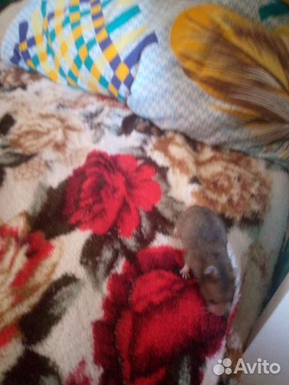 Сирийский хомяк бесплатно