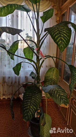 Диффенбахия