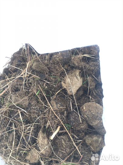 Навоз конский