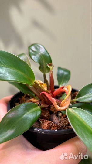 Филодендрон принц оранж