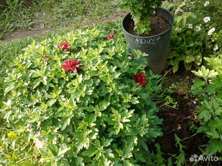 Хризантемы мультифлора