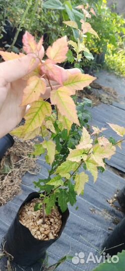 Клен гиннала