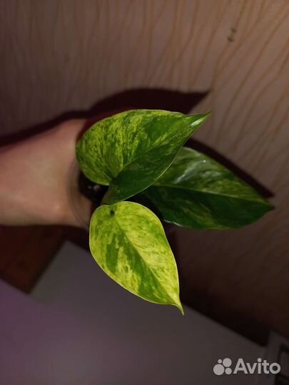 Сциндапсус марбл квин