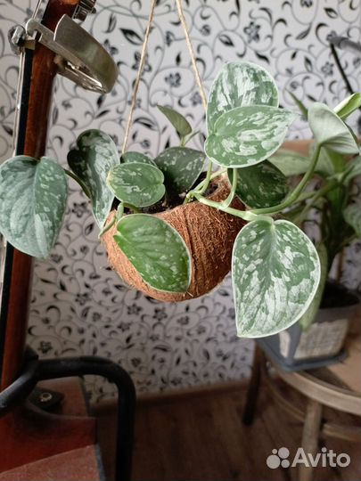 Сциндапсус