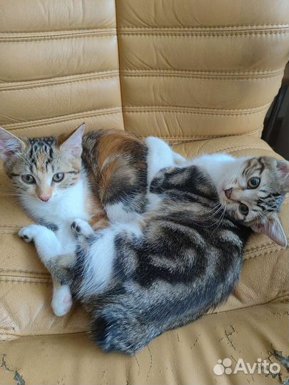 Кошки курильский бобтейл