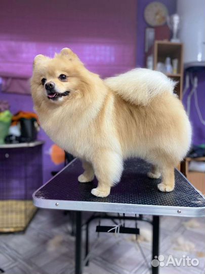 Грумер стрижка собак