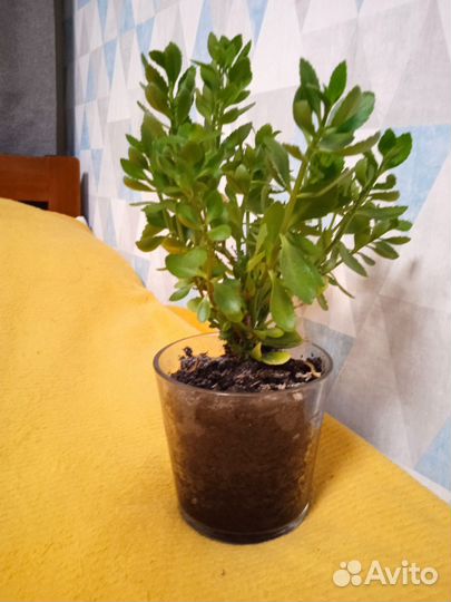 Каланхоэ цветущий