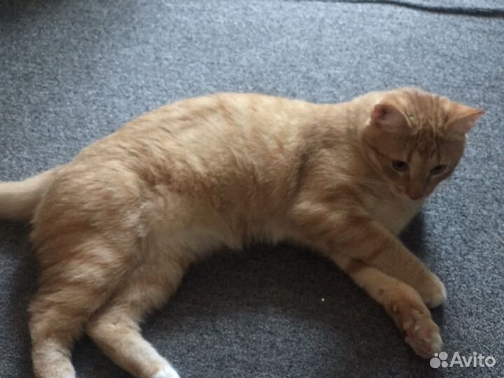 Кошка в дар бесплатно