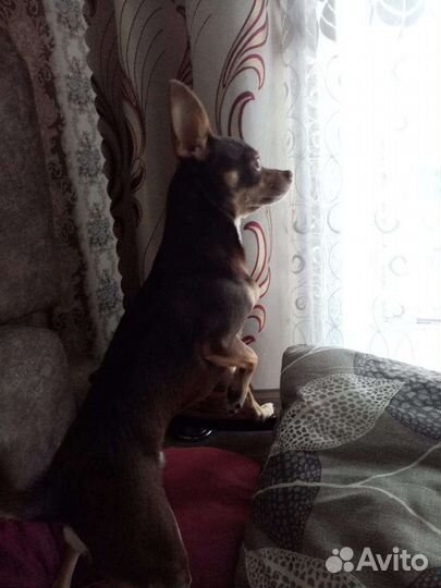 Той-терьер для вязки