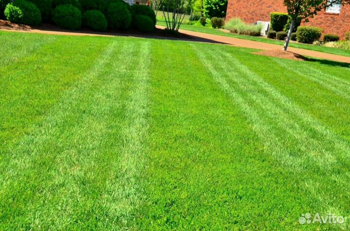 Газон. Семена мешок 10 кг