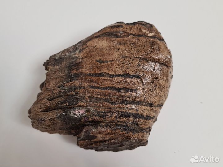 Зуб мамонта под стабилизацию