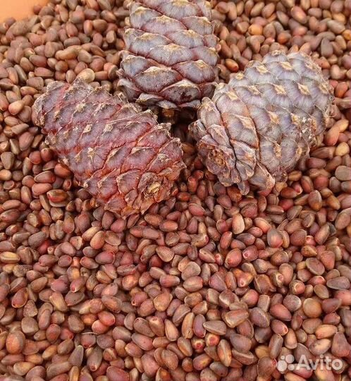 Кедровый орех,шишки