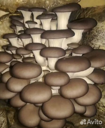 Мицелии грибов вешенка