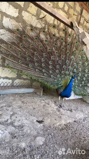 Продам павлинов
