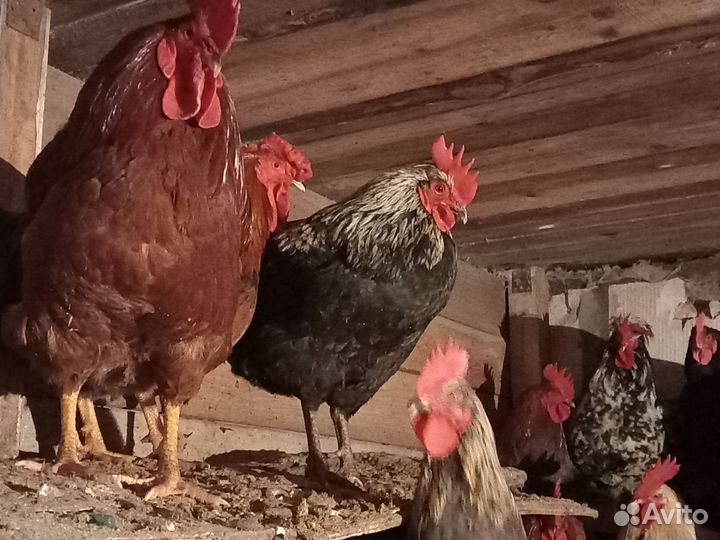 Молодые петухи