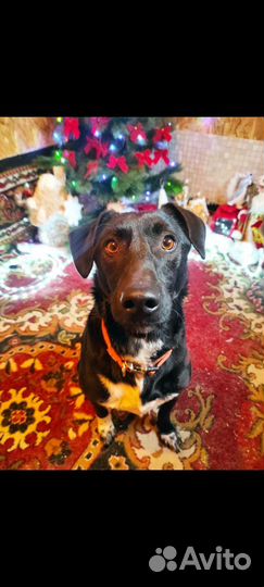 Маленькая собака Вито ищет дом