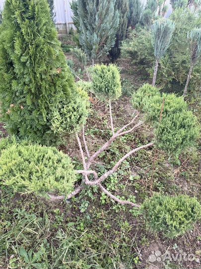 Можжевельник