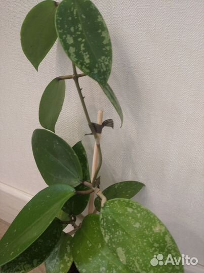 Хойя Акута 997