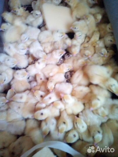 Перепела Техасские