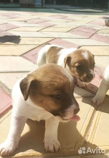 Джек рассел терьер