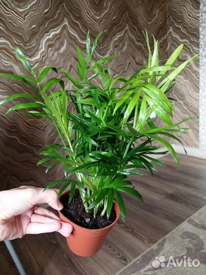 Комнатные растения цветы большие и маленькие