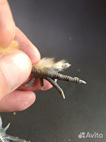 Китайский шёлковый абориген. И/Я