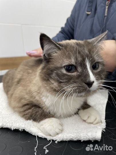 Кошки в добрые руки