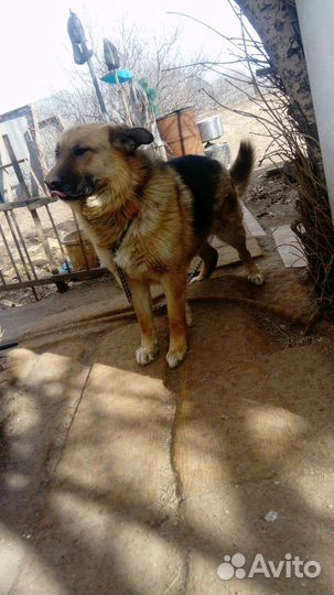 Собака немецкая овчарка