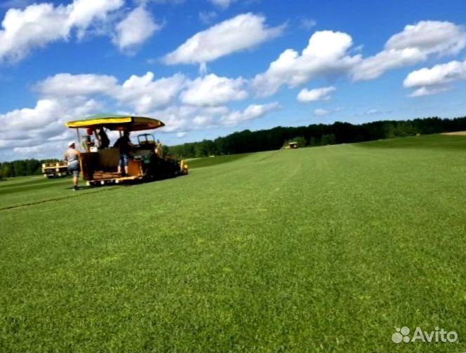 Рулонный газон