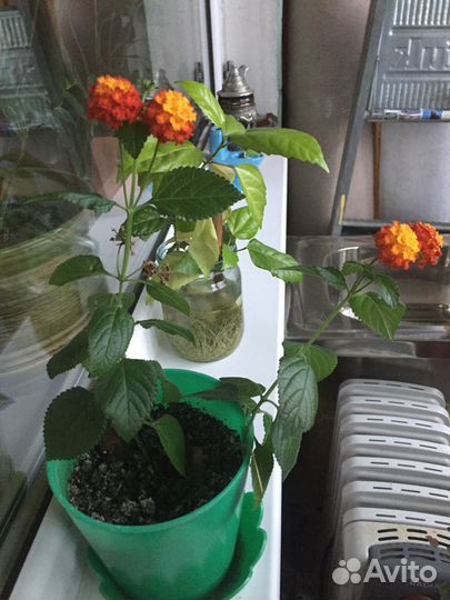 Цветок Лантана