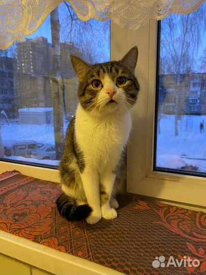 Кот в добрые руки