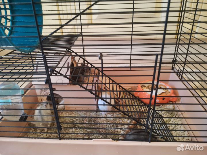 Хомяки джунгарики малыши и подросшие