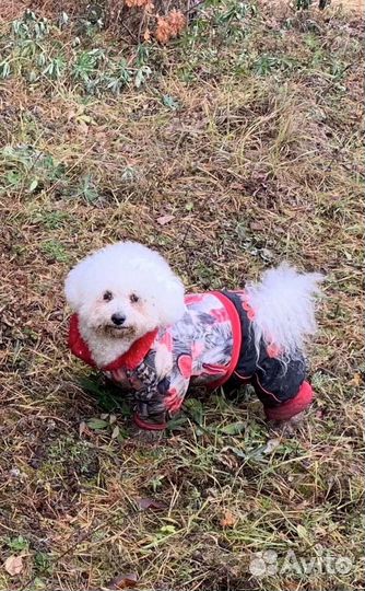 Зимний комбинезон для маленькой собачки (девочки)