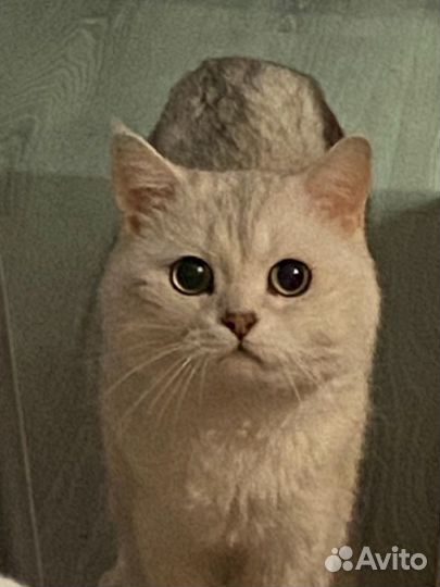 Британский кот бесплатно