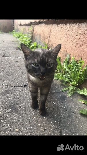 Кот в добрые руки