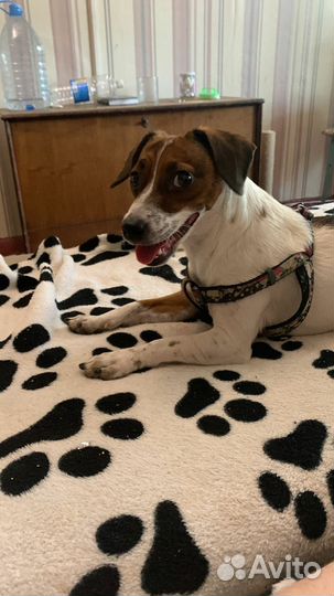 Передержка животных