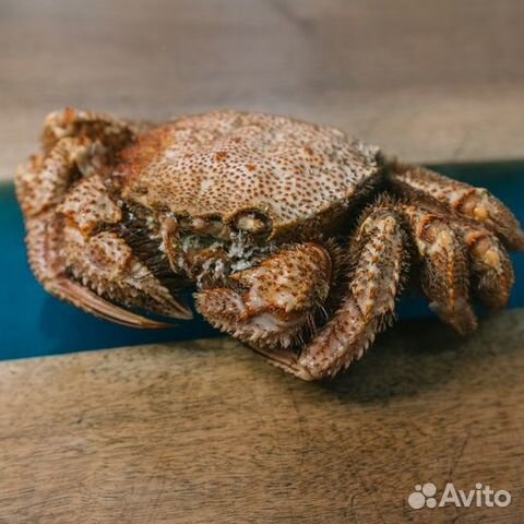 Краб Волосатик