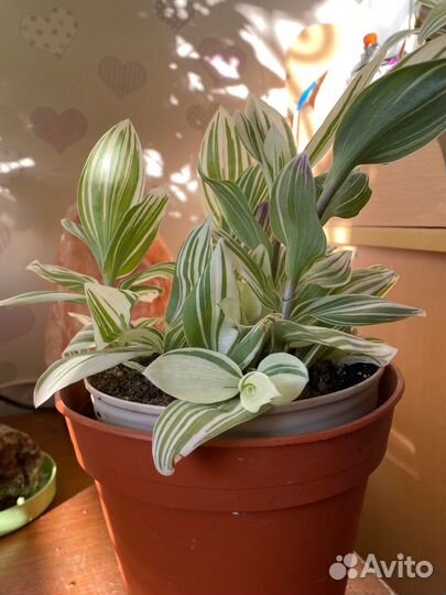 Традесканция