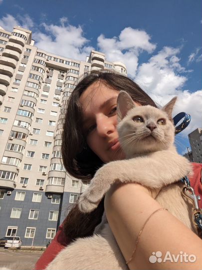 Котята метисы