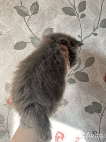 Котенок ищет дом