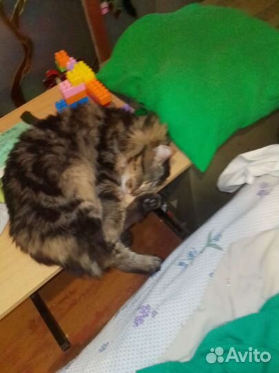 Передержка животных