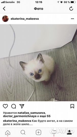 Котята Той-боб