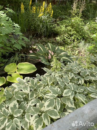 Сныть вариегатная