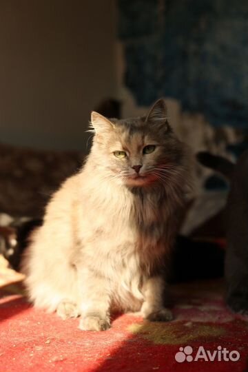 Нереально красивая кошка