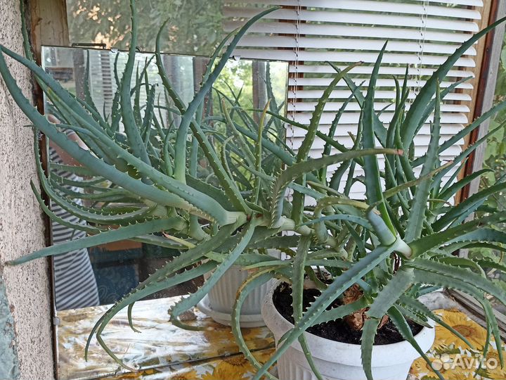 Алоэ лечебный