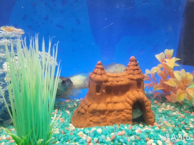 Аквариум 33л нанакары можно отдельно