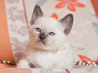 Сиамские котята, окрас: шоколад с карамелью