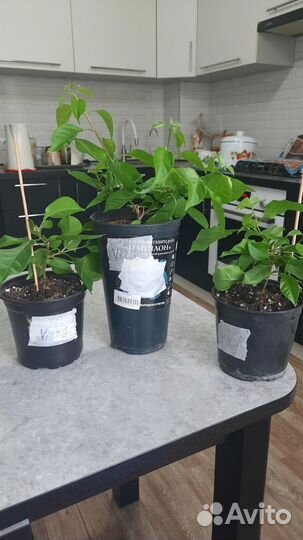 Бугенвиллия взрослая